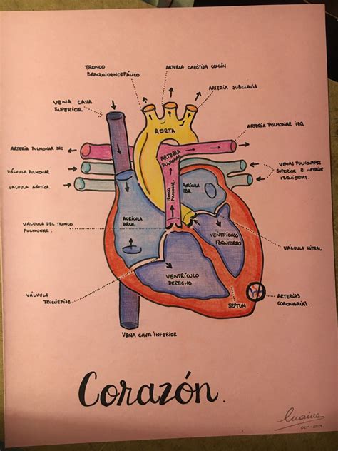 Anatomia Del Corazon Anatomia Anatomia Medica Anatomia Y Fisiologia Images