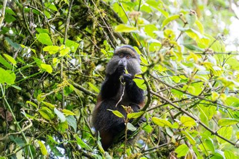 Comparing Golden Monkeys And Gorillas Dian Fossey