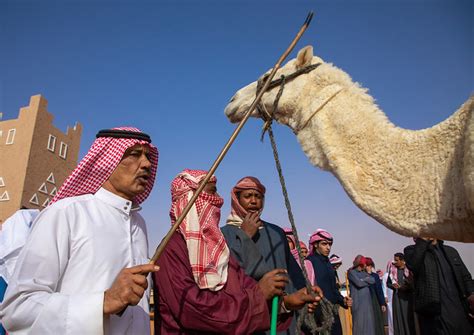 Beauty Contest In King Abdul Aziz Camel Festival Riyadh Province Rimah Saudi Arabia A Photo