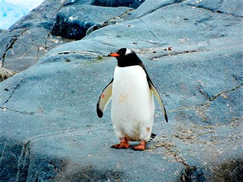 Cocina Lluvia O Información De Los Pingüinos Dependencia Diversidad Denso