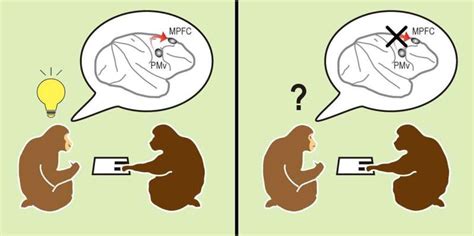 Monkey See Others Monkey Do How The Brain Allows Actions Based On