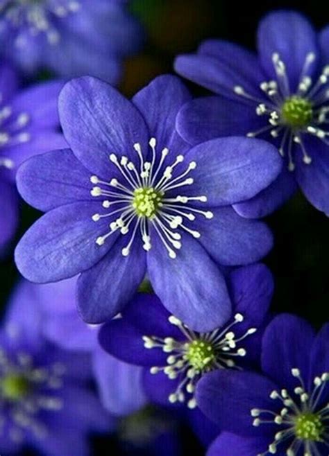 Id# abelia x grandiflora 'edward goucher' glossy abelia: Purple flowers on a beautiful flower can completely change ...