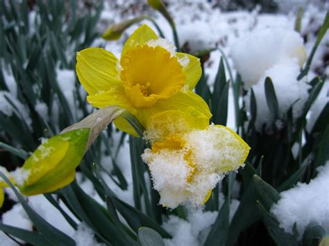 Snow Daffodil Spring Flower Yellow Flowers Free Nature Pictures By