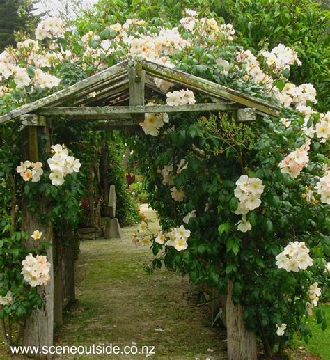 Check spelling or type a new query. About Garden Design - Rosa 'Sally Holmes'