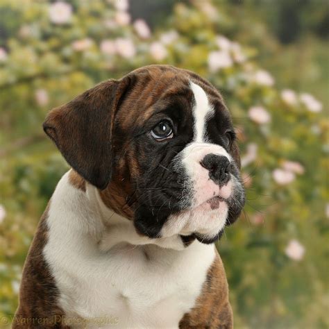 Gorgeous Boxer Puppy Puppies Boxer Dogs