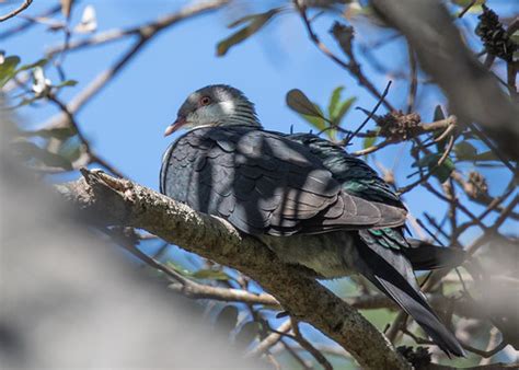 Columbidae White Headed Pigeon Columba Leucamela Femal Flickr