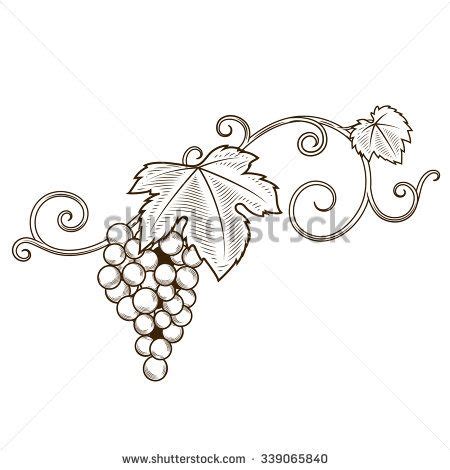 Grape vine branches ornament raster illustration. Engraving style