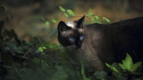 Siamese Cat In Shallow Focus Photography Hd Wallpaper Wallpaper Flare