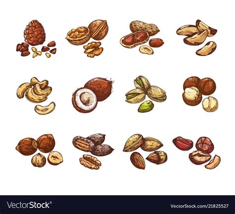 Coconut Vector Nuts And Seeds Healthy Vegetarian Almond Peanut Eps