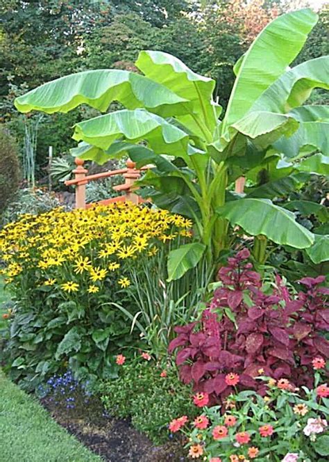 Growing Banana Trees In Your Yard Banana Trees Landscape Tropical