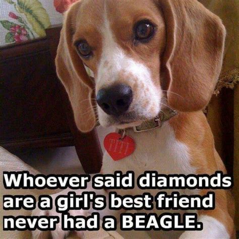 12 Best Beagle Quotes And Sayings The Paws