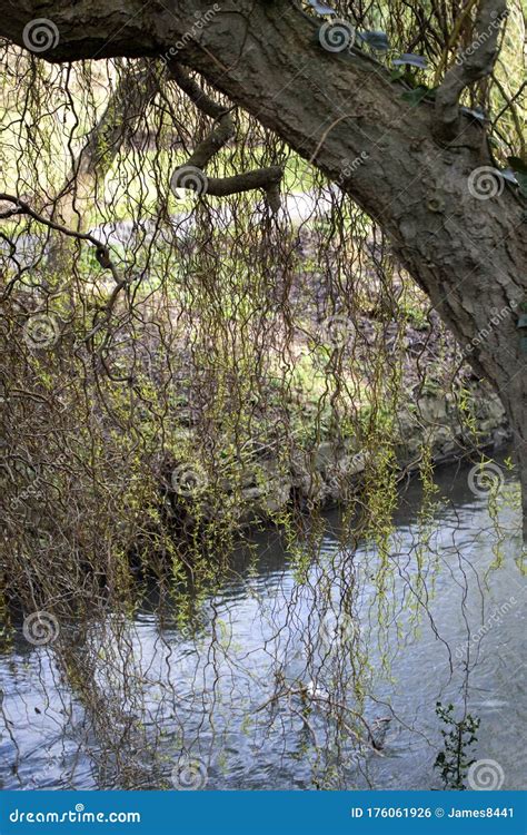 Branches Of A Weeping Willow Stock Photo Image Of Background Branch