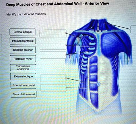 Solved Deep Muscles Of Chest And Abdominal Wall Anterior View