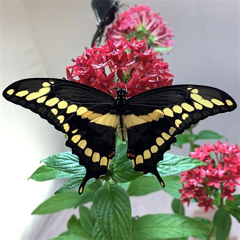 Giant Swallowtail Pupa Butterfly World