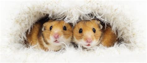 Are Hamsters Nocturnal Or Diurnal Their Sleep Behavior Explained A Z