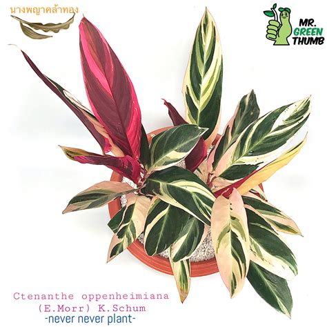 They are grown for their attractive, often variegated foliage. Ctenanthe oppenheimiana ในปี 2020