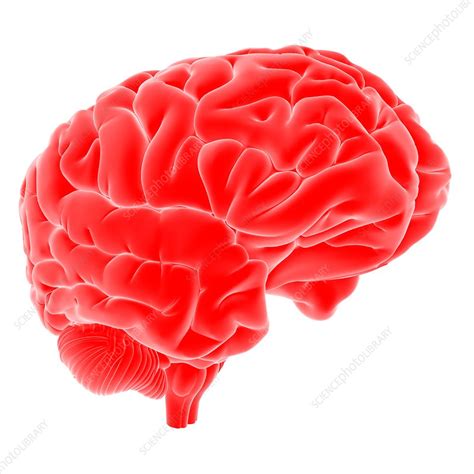 Human Brain Illustration Stock Image F0208030 Science Photo Library