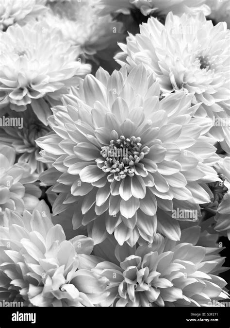 Chrysanthemums In Black And White Stock Photo Alamy