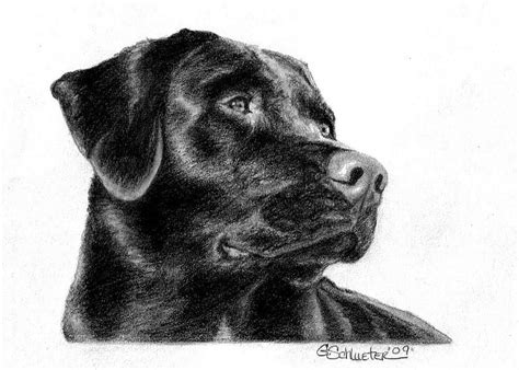 The Black Lab Sketch Drawing Dog Sketch Custom Pet Portraits Pet