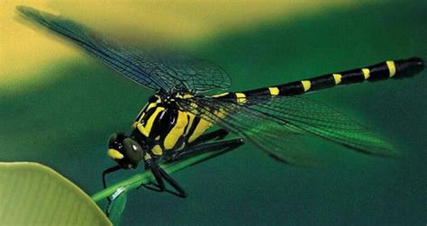 Looks Like A Cross Between A Dragonfly And A Bumble Bee Fish Pet Bee