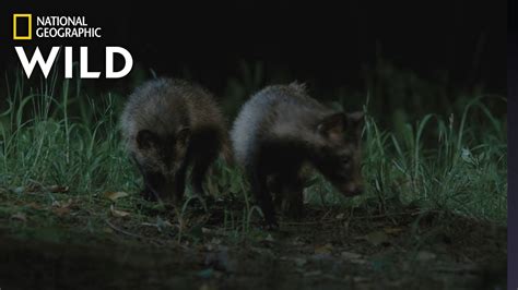 Meet The Raccoon Dogs Of South Korea Wild Korea Youtube