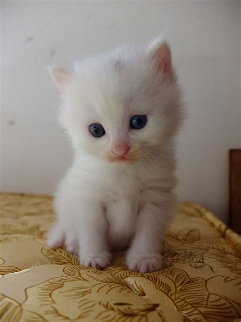猫の站 人人小站 Kittens Cutest Baby Kittens Cutest Cute Cats