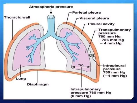 Pin By Joey Davis🧠🌎🔬💎 On Rn Notes ‍⚕️ Respiratory Care Respiratory