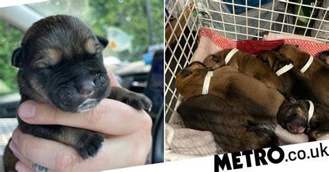 Newborn Puppies Found In Woods With Umbilical Cords Still Attached