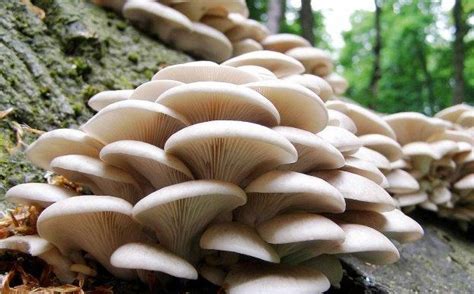 Pengertian Jamur Fungi Lengkap Ciri Ciri Jenis Reproduksi Dan