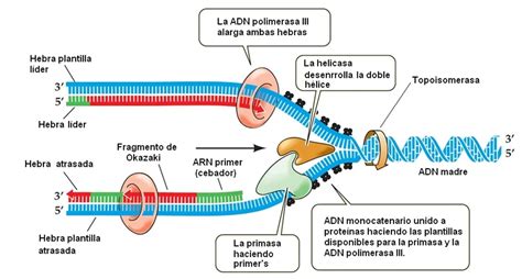 La ReplicaciÓn Del Adn Pasos