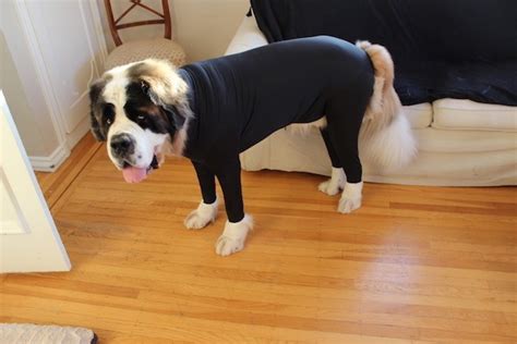 How to wash dog hair out of clothes and blankets kol s notes. Dog Leotards Is The Inspired New Solution To Keep Pet Hair ...