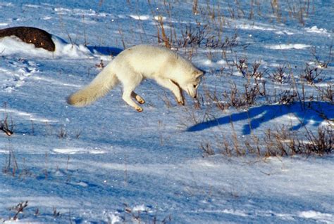 How Do Arctic Foxes Hunt In The Snow