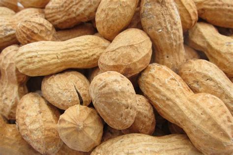 Peanuts Good For You Lupon Gov Ph