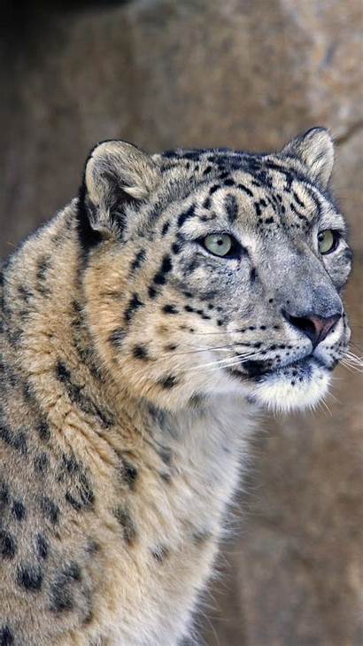 Snow Leopard Predator Muzzle