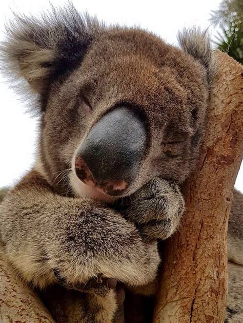 My Little Sweetie Cute Baby Animals Cuddly Animals Koala Bear