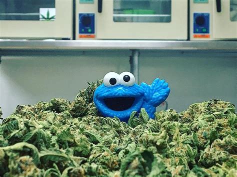 Cookie Monster Série By Sawgy Kush Purkif Premium Smoking Gear