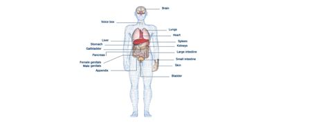 Human Body And Mind Body System Healthylife