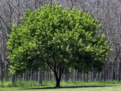 Ecosia Tree Planting Program Macrovegan