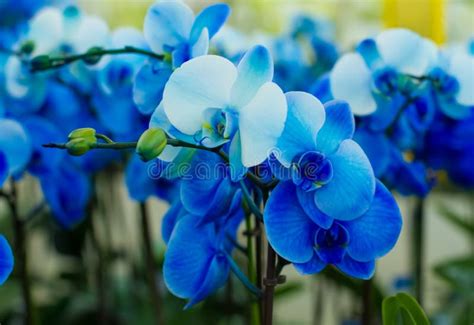 Букет голубых орхидей стоковое фото изображение насчитывающей орхидея 48184120