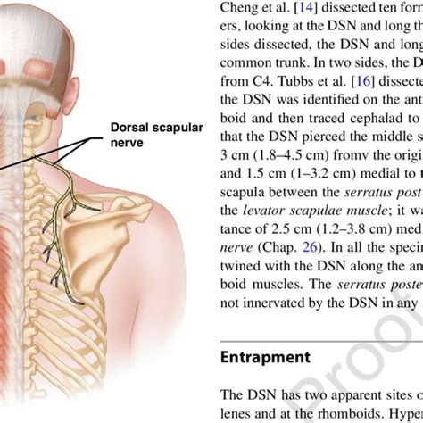 4 Anatomy Of The Dorsal Scapular Nerve Image Courtesy Of Springer