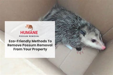 Possum Removal Methods Our Eco Friendly Removal Methods
