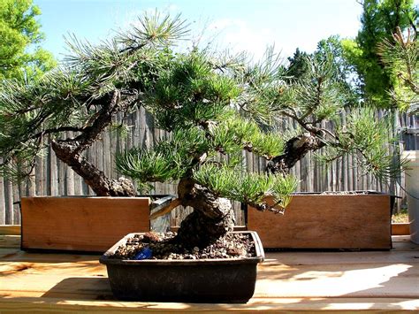 White Pine Imported And Ponderosa Pine Yamadori Bonsai Flickr