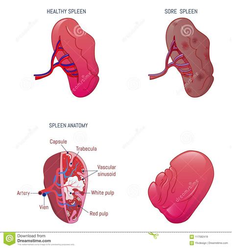 The spleen is an organ found in all vertebrates. Spleen Milt Anatomy Icons Set, Cartoon Style Stock Vector ...