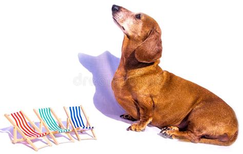 Miniature Dachshund Holiday Stock Photo Image Of Chairs Chair 178825284