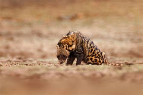 160 African Civet Stock Photos Pictures And Royalty Free Images Istock