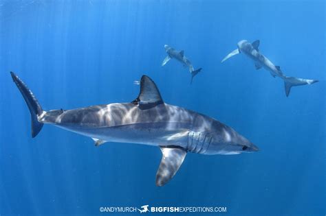 Mako Shark Snorkeling 23 649 Big Fish Expeditions