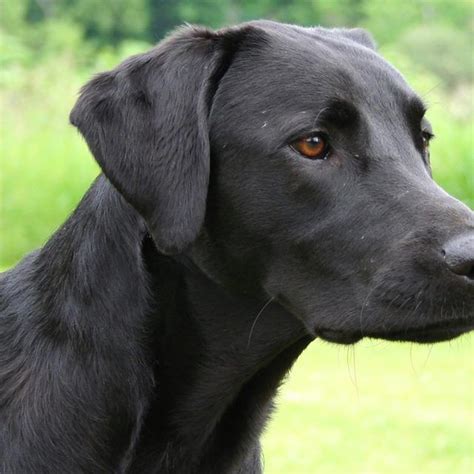 Tricks To Train A Black Lab Shepherd Mix Cuteness Black Labrador