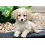 Beauty  Aussiedoodle Mini Puppy For Sale Keystone Puppies