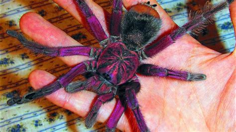 However, while not life threatening, bites from some old world species like indian ornamentals, cobalt blues, and king baboons can possibly warrant a trip to the hospital, so i wouldn't recommend one of them as. Cobalt blue tarantula : NatureIsFuckingLit