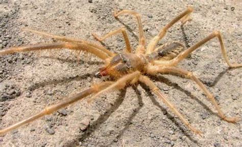 Camel spiders prefer to hide in their surroundings, which is why they are commonly spotted in darker areas like a shed or basement. Camel Spider - Frightening Giant Arachnid | Animal ...